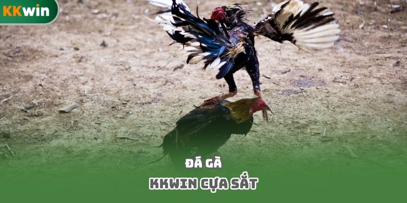Đá gà Kkwin cựa sắt