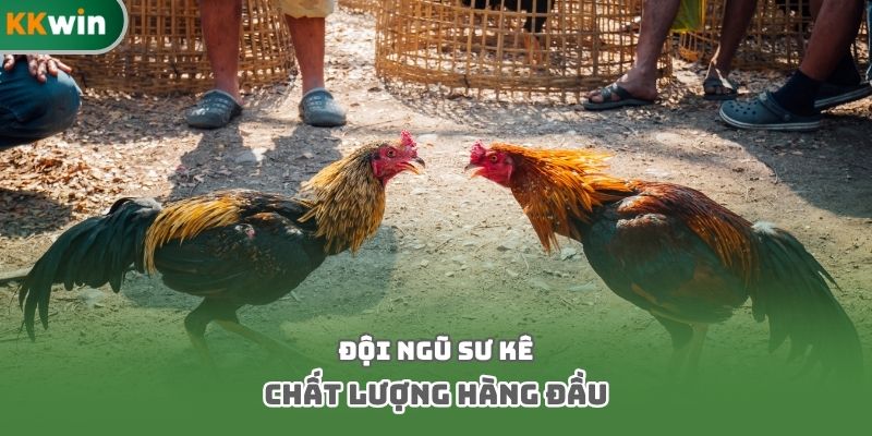 Đội ngũ sư kê chất lượng hàng đầu