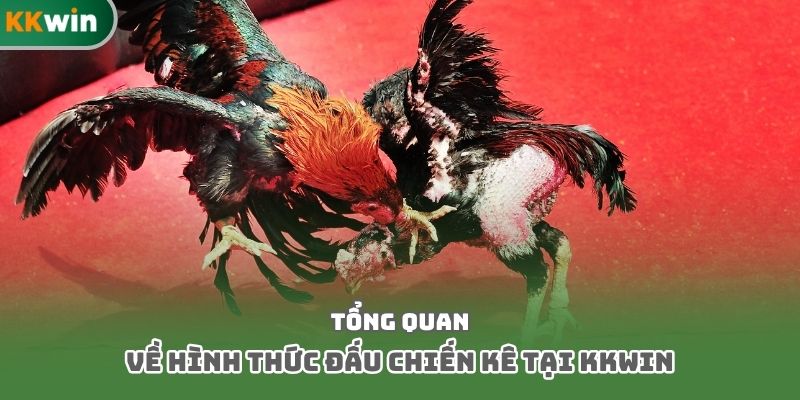 Tổng quan về hình thức đấu chiến kê tại Kkwin