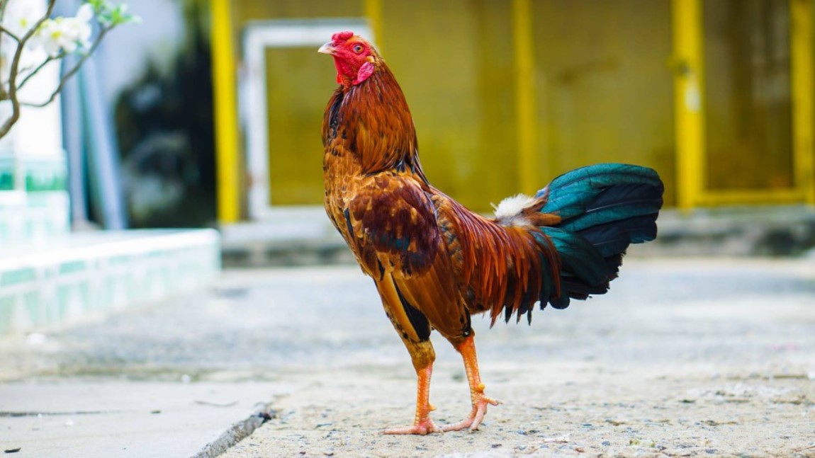 Cụ thể cách chăm gà đá hiệu quả hiện nay