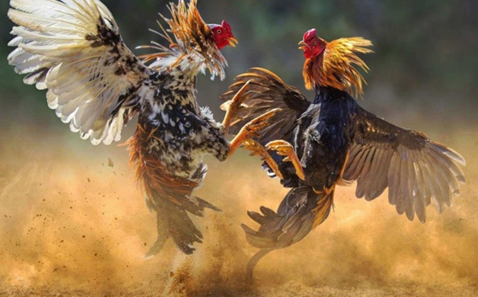 Hướng dẫn cách chăm gà đá hiệu quả