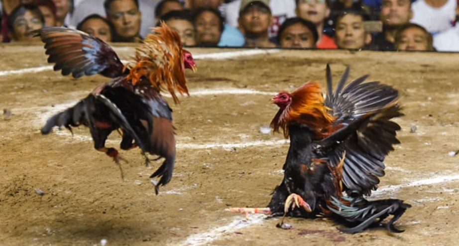 Một vài lưu ý trong cách chăm gà đá